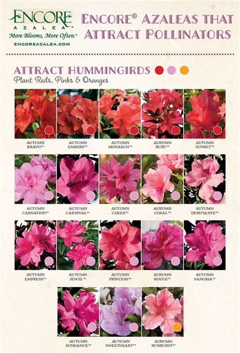 encore azelea|encore azalea size chart.